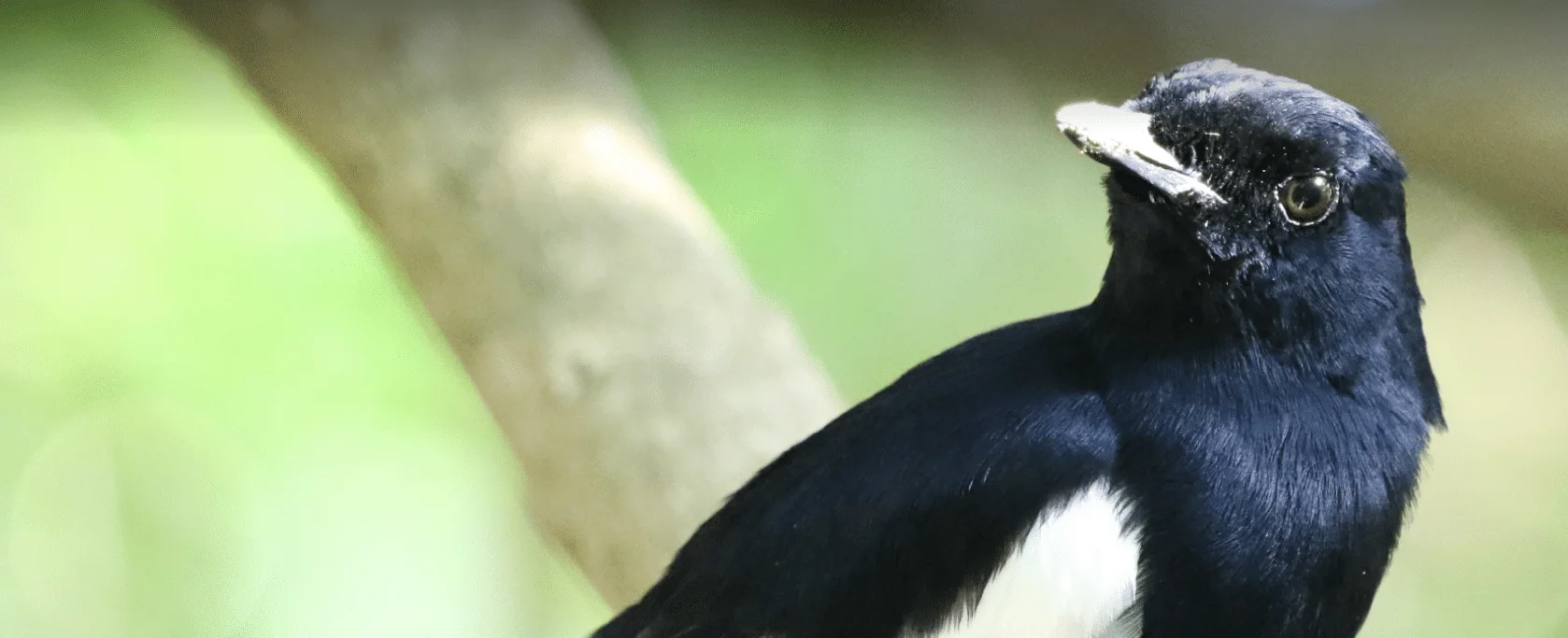 Seychelles magpie-robin, the first digital species for conservation