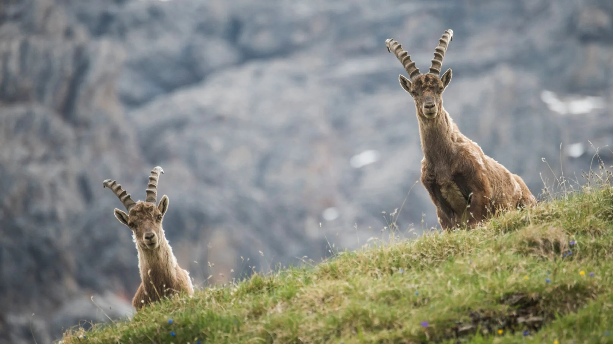 Alpine ibex in the Swiss National Park